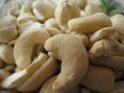 cashew nuts 175x131