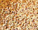fenugreek methi seeds 150x120