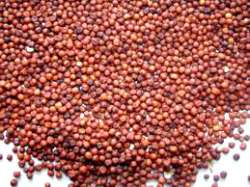Types of millet and Millet Nutrition info ragi finger millet Nachni