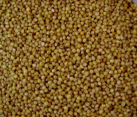 Types of millet and Millet Nutrition info navne foxtail millet 470x403