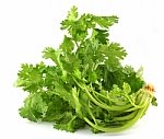 cilantro coriander leaves