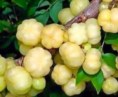 amla avla gooseberries 400x329