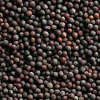 black mustard seed 100x100
