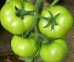 green tomatoes 150x126