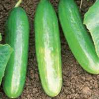 cucumber 200x200