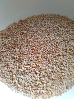 roasted urad dal 251x335