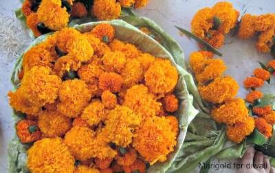 marigold for diwali dipavali 400x251
